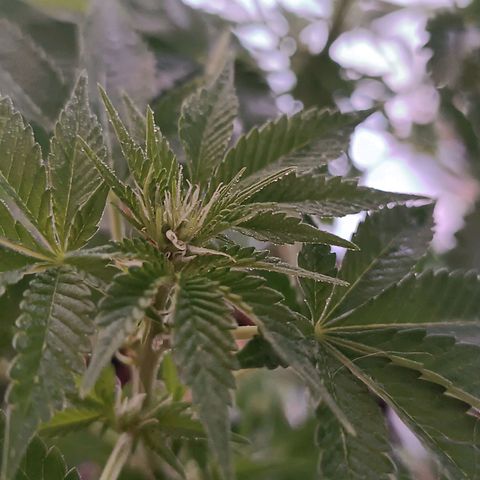 Bebesita  growlog photo: Recuperándose y empezando a florecer 