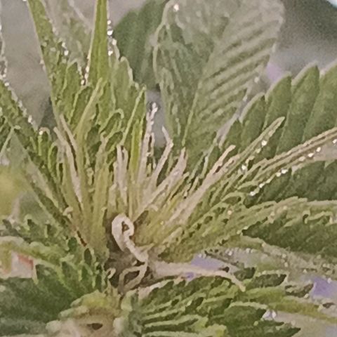 Bebesita  growlog photo: Recuperándose y empezando a florecer 