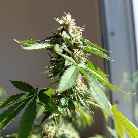 Bebesita  growlog timeline photo