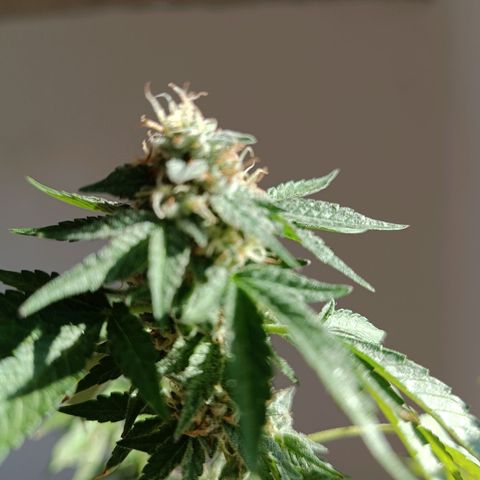 Bebesita  growlog timeline photo