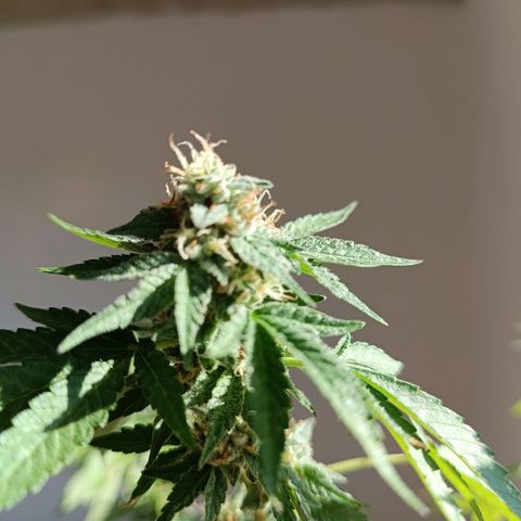 Bebesita  growlog timeline photo