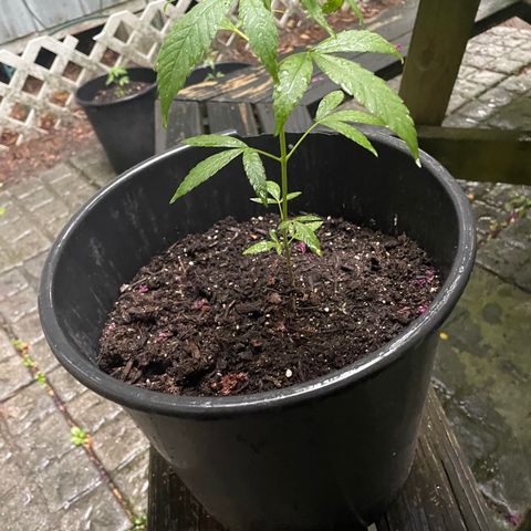 Unknown strain growlog timeline photo
