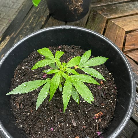 Unknown strain growlog timeline photo
