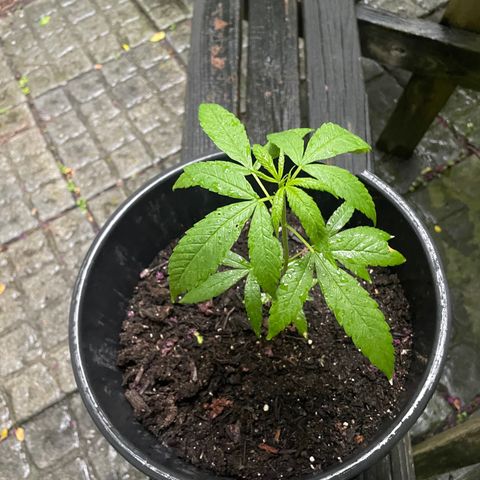 Unknown strain growlog timeline photo