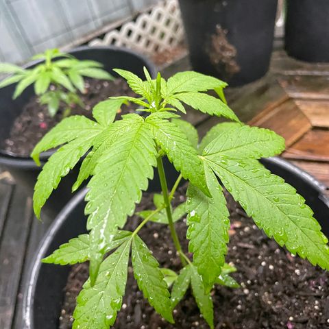 Unknown strain growlog timeline photo