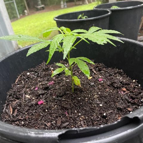 Unknown strain growlog timeline photo
