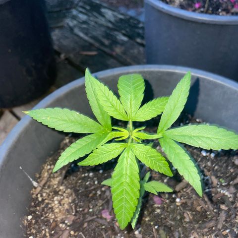Unknown strain growlog timeline photo