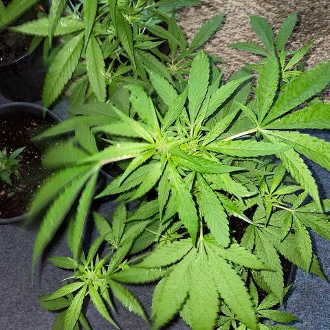 Unknown strain growlog photo: Just starting to flower