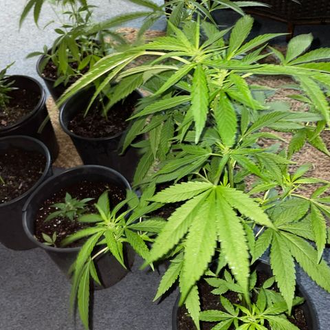 Unknown strain growlog photo: Just starting to flower
