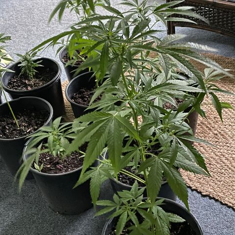 Unknown strain growlog photo: Just starting to flower