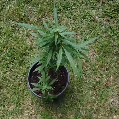Unknown strain growlog timeline photo