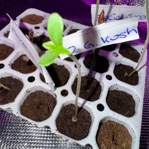 OG Kush growlog timeline photo
