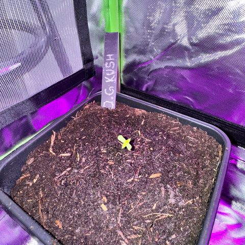 OG Kush growlog timeline photo