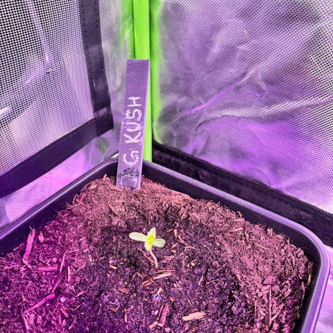 OG Kush growlog timeline photo