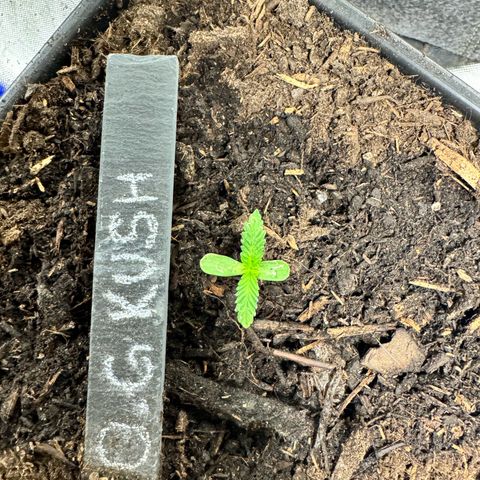 OG Kush growlog timeline photo