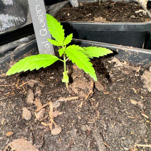 Special Queen growlog timeline photo