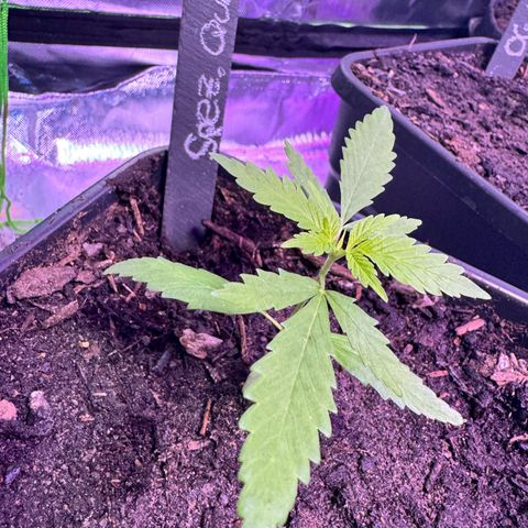 Special Queen growlog timeline photo