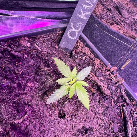 OG Kush growlog timeline photo