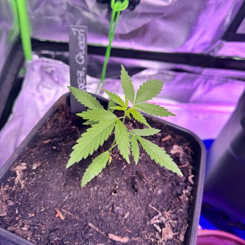 Special Queen growlog timeline photo
