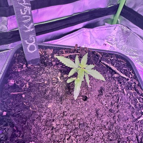 OG Kush growlog timeline photo