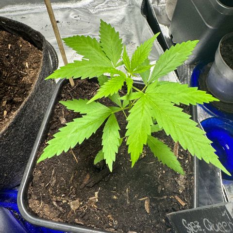 Special Queen growlog timeline photo