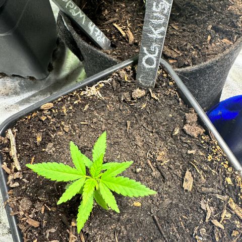 OG Kush growlog timeline photo