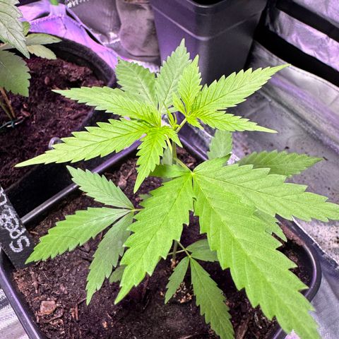 Special Queen growlog timeline photo
