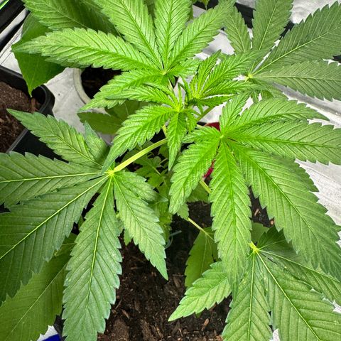 With widow growlog timeline photo