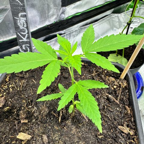 OG Kush growlog timeline photo