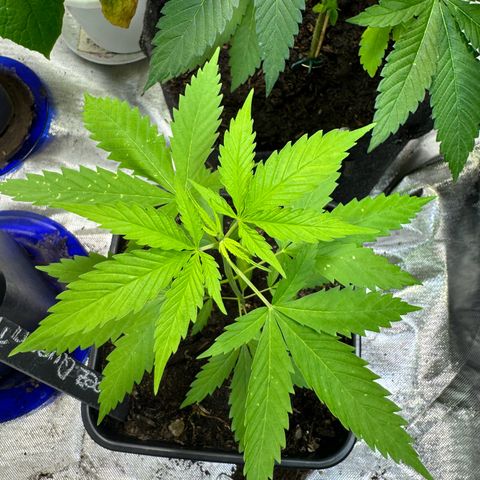 Special Queen growlog timeline photo