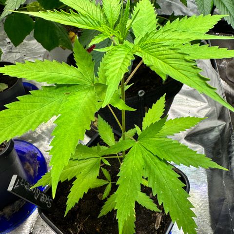 Special Queen growlog timeline photo