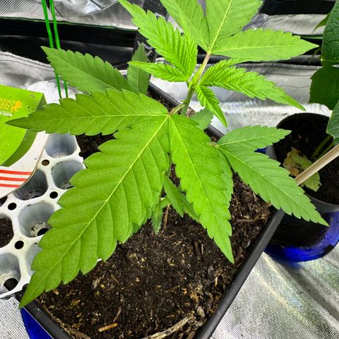 OG Kush growlog timeline photo