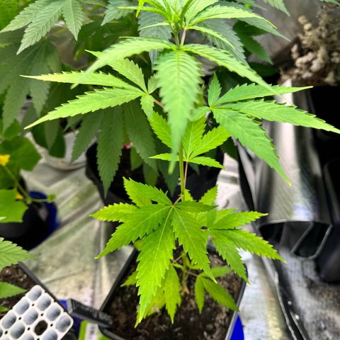 Special Queen growlog timeline photo