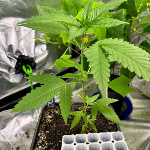 OG Kush growlog timeline photo
