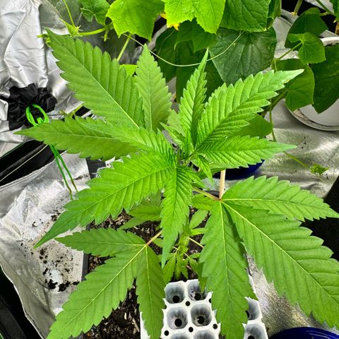 OG Kush growlog timeline photo