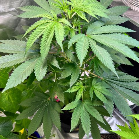 With widow growlog timeline photo