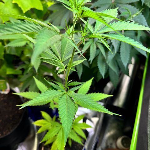 Special Queen growlog timeline photo