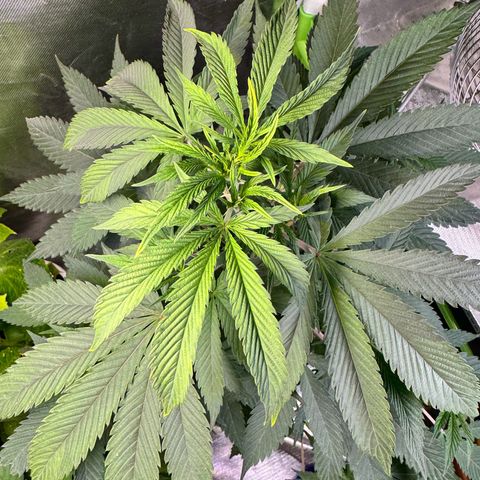 OG Kush growlog timeline photo