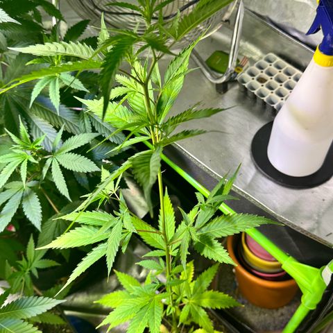 Special Queen growlog timeline photo