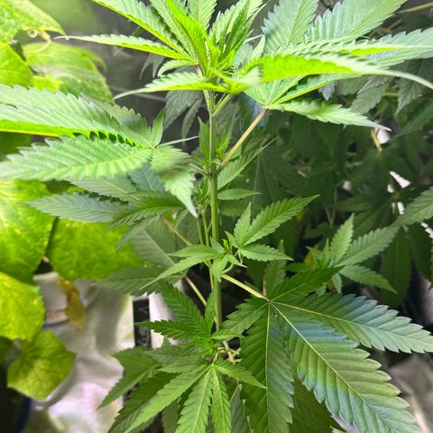 OG Kush growlog timeline photo