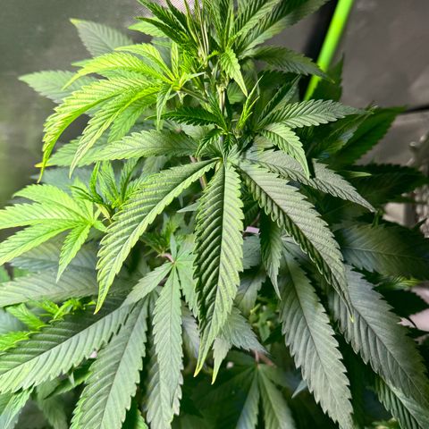 With widow growlog timeline photo