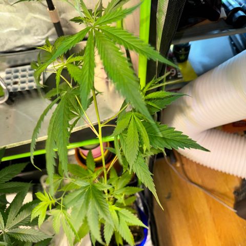 Special Queen growlog timeline photo