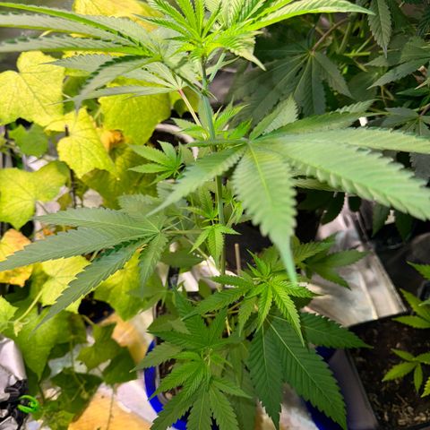 OG Kush growlog timeline photo