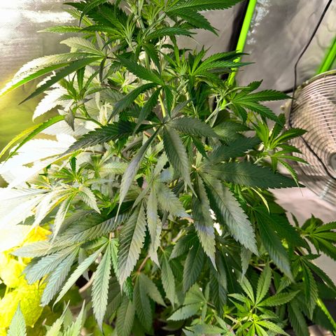 With widow growlog timeline photo