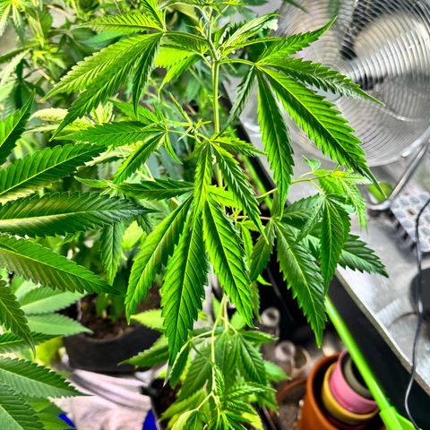 Special Queen growlog timeline photo