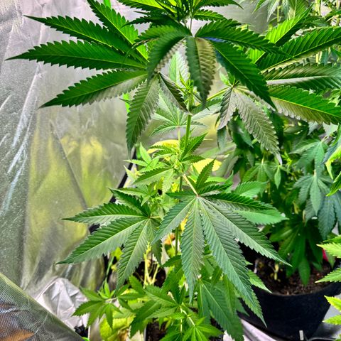 OG Kush growlog timeline photo