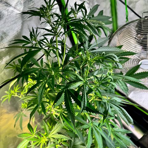 With widow growlog timeline photo