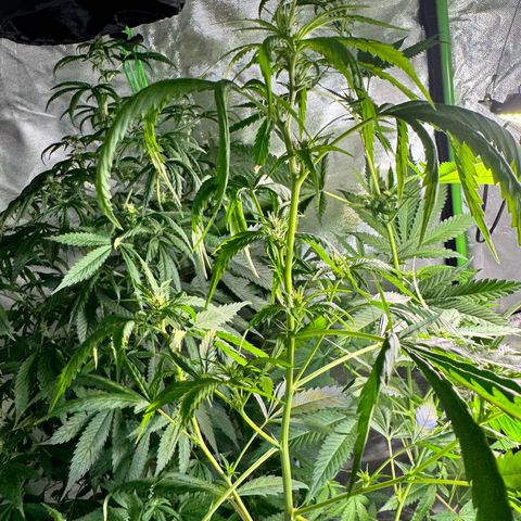 Special Queen growlog timeline photo
