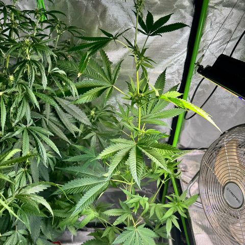OG Kush growlog timeline photo
