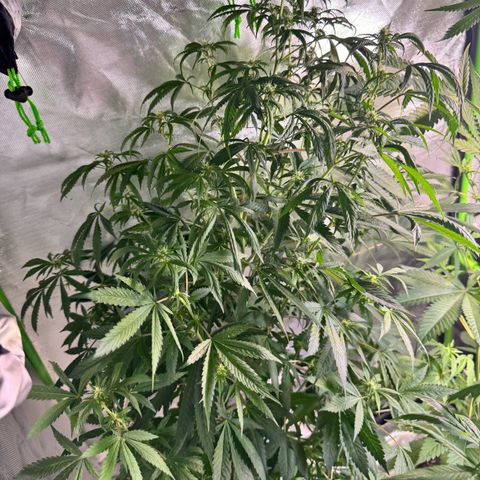 With widow growlog timeline photo